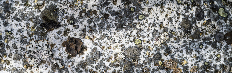 Closeup of a granite with assorted lichens growing on it, Katmai National Park, Alaska
