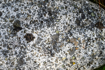 Closeup of a granite with assorted lichens growing on it, Katmai National Park, Alaska
