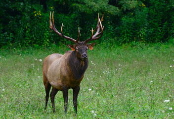A bull elk