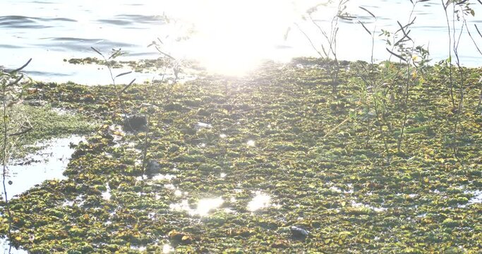 (Salvinia cucullata Roxb)Lots of Salvinia cucullata in the lake,river weed problem,environment