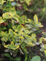 Delicate green leaves with raindrops