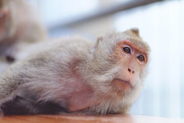 Portrait of a Baby and family Rhesus macaque monkey (Macaca mulatta)