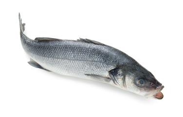 Fresh uncooked sea bass fish on white background
