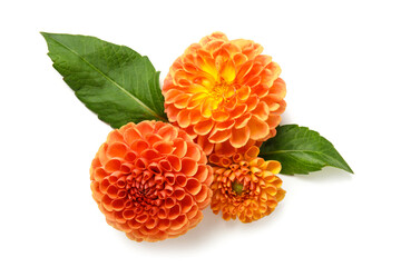 Composition with dahlia flowers on white background