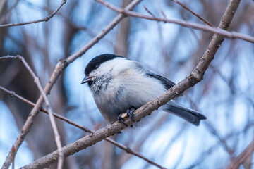 Cute bird the willow tit, song bird sitting on a branch without leaves in the winter.