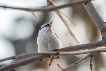 Eurasian nuthatch or wood nuthatch, lat. Sitta europaea, sitting on a tree branch with a blurred background.