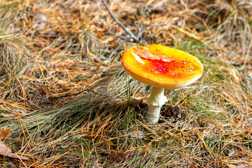 bright red poisonous mushroom fly agaric with specks on the cap growing in the forest close-up
