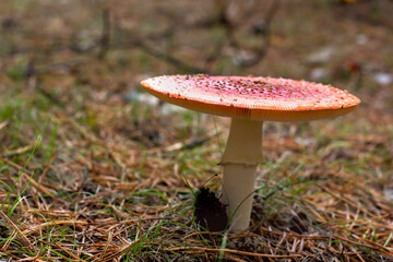 bright red poisonous mushroom fly agaric with specks on the cap growing in the forest close-up