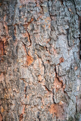 Obraz premium Old wood pine bark texture or background.