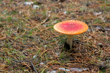 bright red poisonous mushroom fly agaric with specks on the cap growing in the forest close-up