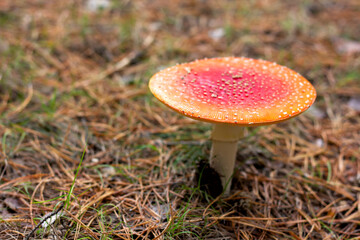bright red poisonous mushroom fly agaric with specks on the cap growing in the forest close-up