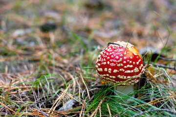 bright red poisonous mushroom fly agaric with specks on the cap growing in the forest close-up