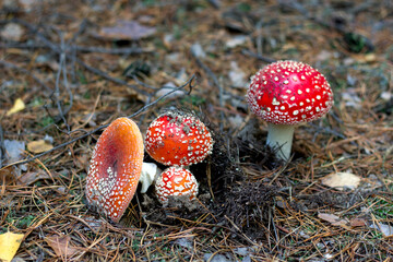 bright red poisonous mushroom fly agaric with specks on the cap growing in the forest close-up