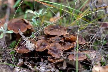 brown edible mushrooms in the forest in autumn close up