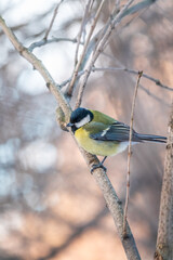 Cute bird Great tit, songbird sitting on a branch without leaves in the autumn or winter.