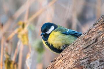 Cute bird Great tit, songbird sitting on a branch without leaves in the autumn or winter.