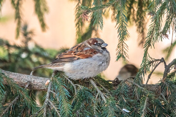 Sparrow sits on a fir branch in the sunset light.