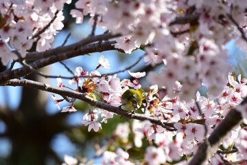 千島桜に止まるメジロ