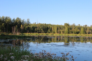 Fototapeta na wymiar lake in the forest, Elk Island National Park, Alberta