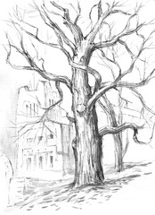oak tree and art nouveau building sketch  - 464951788