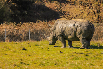 Rhino in the Zoo