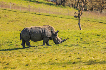 Rhino on the Run