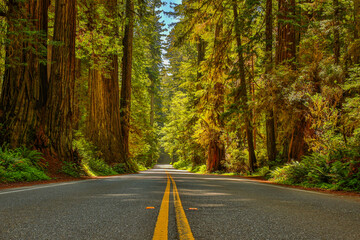 Fototapeta premium Never Ending Redwoods! 