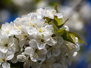 Close-Up Of A Cherry Blossom On A Blue Sky Background. A dreamy cherry blossoms like a bride's dress. Beautiful and cute white cherry blossoms (sakura flowers), wallpaper background, soft focus