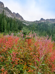 Alpine Meadow 