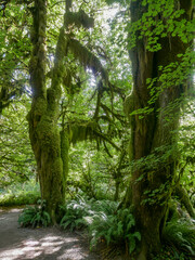 Temperate Rainforest Scene 