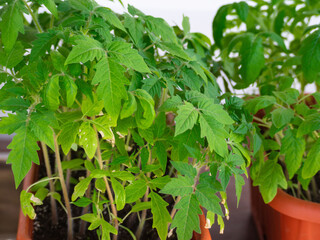 Young tomato seedlings in a plastic container on the window of the house. Selective focus. Tomato seedlings are being prepared for planting. The concept of home gardening