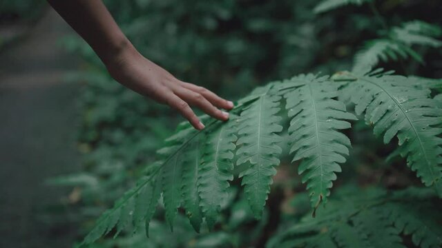 Girl hand touching fern green leaves foliage.