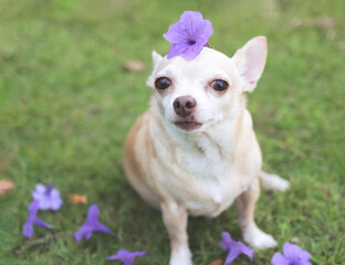 brown short hair Chihuahua dog sitting on green grass with purple flowers on his head,, looking at camera.