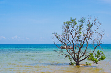 Big tree in the sea at Koh Mak, Trat province, Thailand.