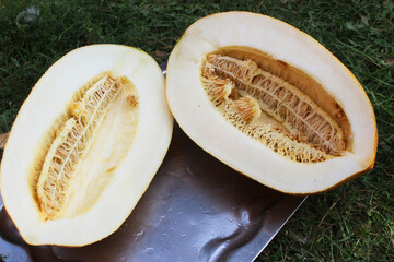 cantaloupe fruit and seeds