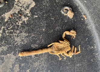scorpion