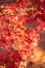夕日に透ける紅葉の葉