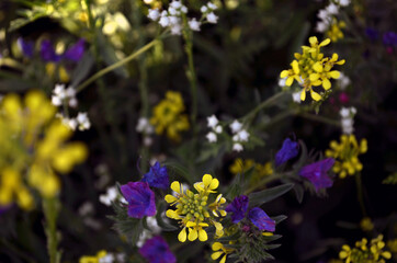 Flores silvestres vistas desde arriba de colores amarillo, violeta/ morado y blanco que se puede usar como fondo