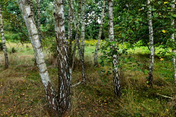 Obraz premium Birch forest in the summer.