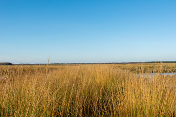 Obraz premium reed in the wind