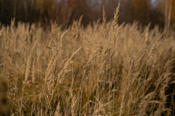 Dry autumn grasses with spikelets of beige color close-up. The natural background. Selective focus