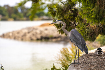 Great blue heron (Ardea cinerea) stands on the shore of Lake Elizabeth in Fremont Central Park