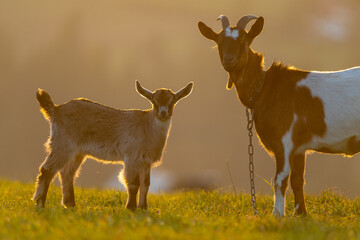 Goat Mother with a small goat on a meadow in the light of the setting sun