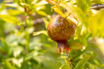 Pomegranate fruit growing on a tree.