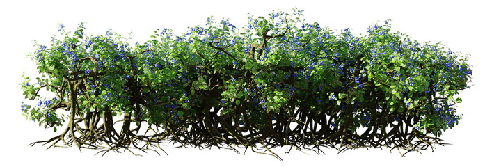 berry hedge with roots, bushes with blue fruits isolated on white background © dottedyeti