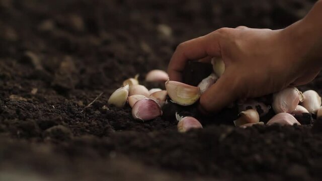 Farmer harvesting garlic clove and checking a quality.