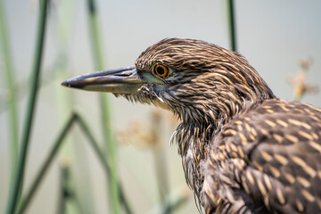 Close-up of Night heron chick (Nycticorax nycticorax).