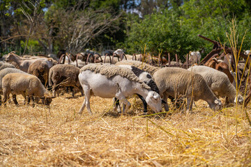 Obraz premium Herd of goats and sheep graze on the farm.