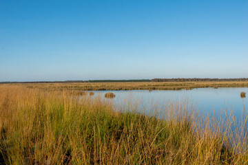 reeds in the water