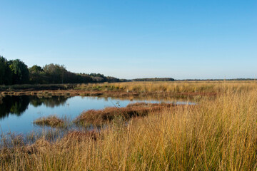 lake in the forest